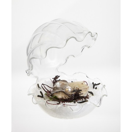 Almeja Plato de mar 1 ud